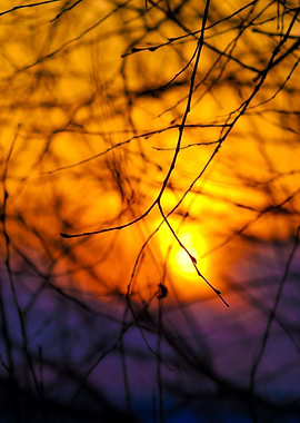 Tree Silhouette At The Sun