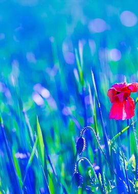 Poppy Flower Growing On Ce