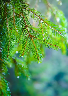 Pine Tree CloseUp