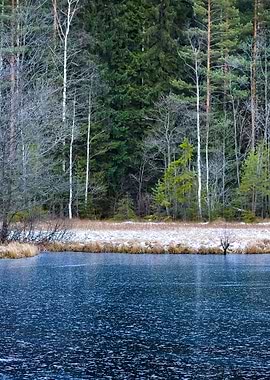 Iced Forest Lake
