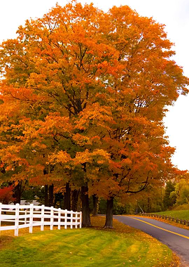 Vibrant Fall Foliage Maple
