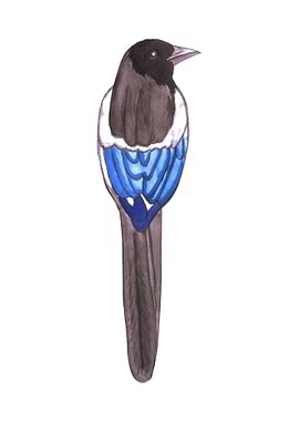 Black billed magpie bird