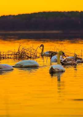 Swan On Sunset Lake