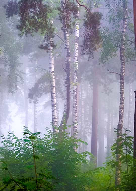 A North Forest In Fog Latv