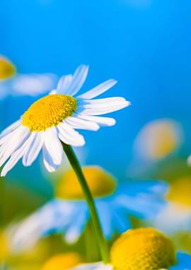 Beautiful Chamomile Flower