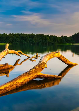 Lake Landscape With Dead T