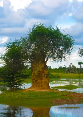 Views Of Nature In Cambodi