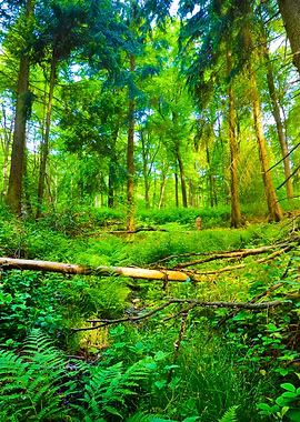 A Beech Tree Forest In Ger