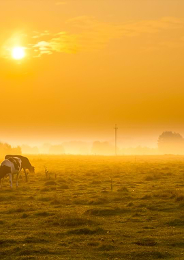 Cows On Misty Pasture At S