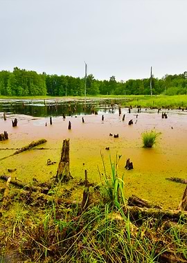 Bog In The Forest