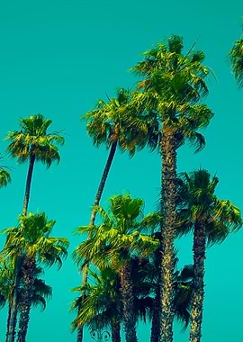 Palm Trees Against Blue Sk