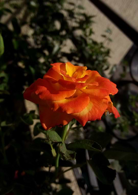 Orange Rose