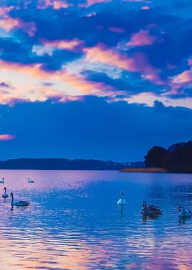 Lake Landscape With Swimmi