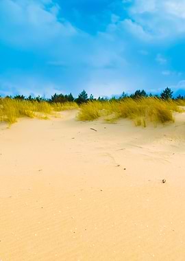 Sea Shore With Grass Beaut
