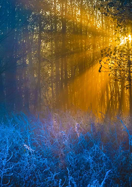 Beautiful Morning With Fro