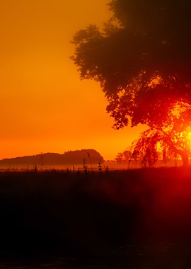 Tree Silhouette At The Fie