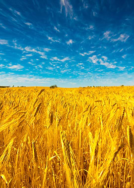 Field Of Golden Wheat Unde