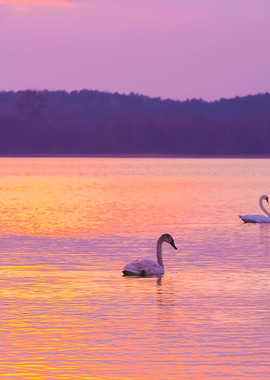 Lake Landscape With Swimmi