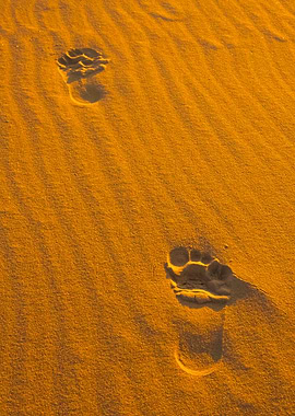Beach Or Dunes SandBackgro