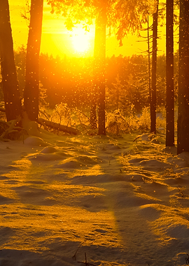 Falling Snow In Winter For