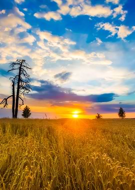 Sunset Over Cereal Field I