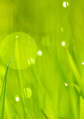 Fresh Green Grass With Wat