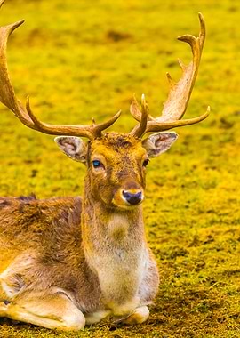 FallowDeer In Outdoor