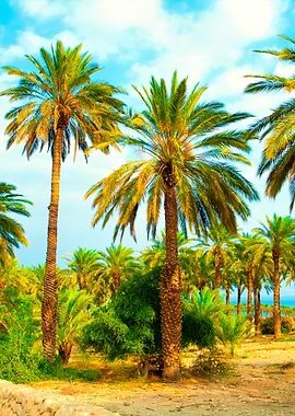 Date Palm Plantation Near