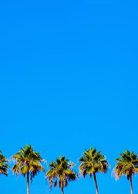 Tropical Palm Trees Row