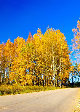 Country Road In Fall Seaso