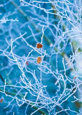 Frosted Tree Branches