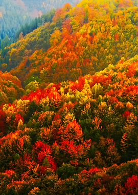 Beautiful Orange And Red A