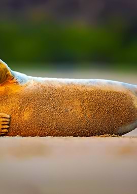 Seal On The White Beach An