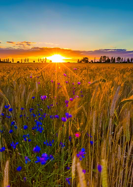 Landscape Of Corn Field At