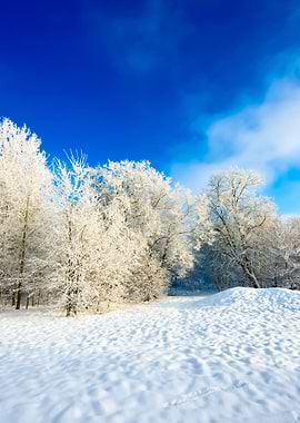 HoarFrost On Trees In Wint