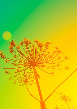 Rural Landscape Autumn Fie