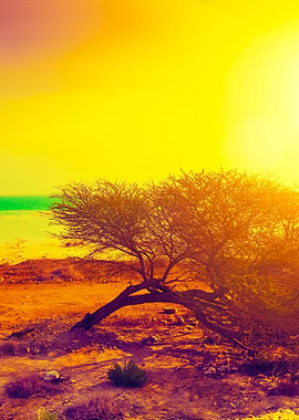 Desert Dead Sea Shore At S