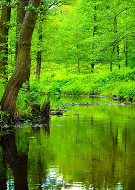 Forest River Scene