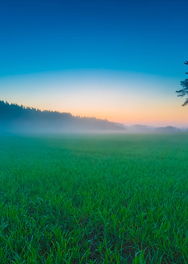 Young Green Cereal Field