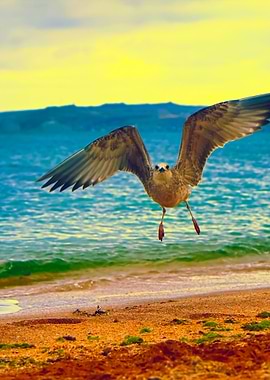 Seagull Flying Over The Co