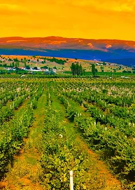 A Valley Of Vineyards