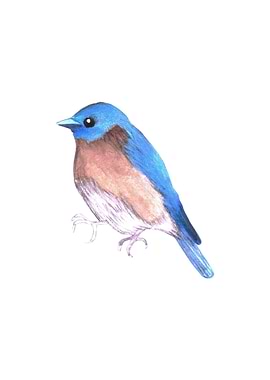 Eastern bluebird painting