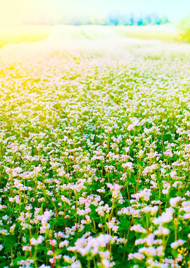 Blossoming Buckwheat Field