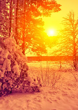 Winter Forest At Sunset