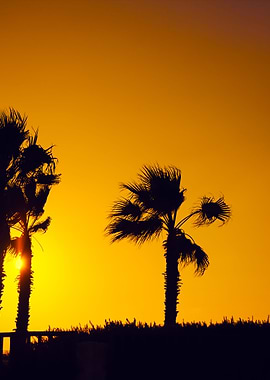 Palm Trees Silhouette Agai