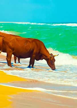 Cows Drinking Water From S