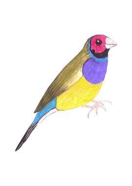 Male Gouldian finch bird