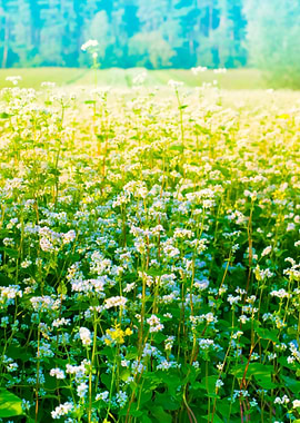 Blossoming Buckwheat Field