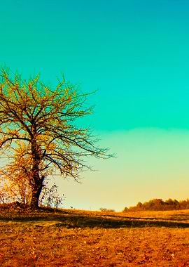 Alone Tree In The Field In