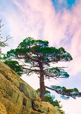 Pine Tree On The Mountain